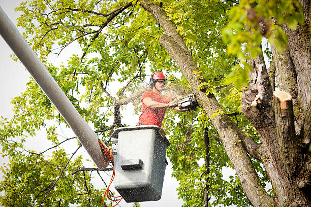 Reliable Kincaid, IL  Tree Services Solutions